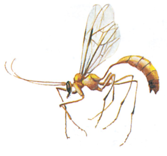 Seglhveps