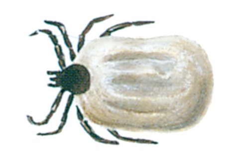 Skovflåt