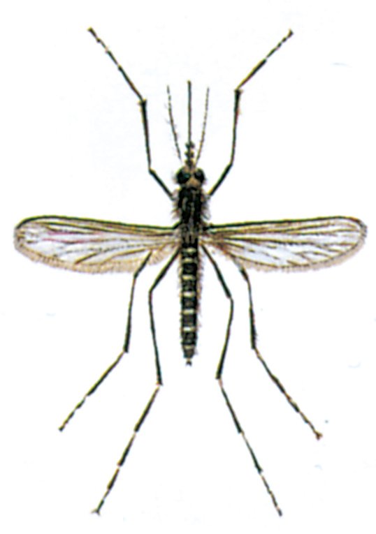 Skovmyg