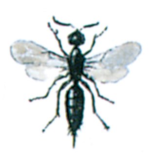Snyltehveps