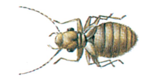 Støvlus