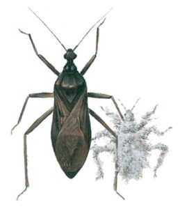 Støvtæge og støvtægelarve