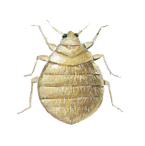 Svalevæggelus
