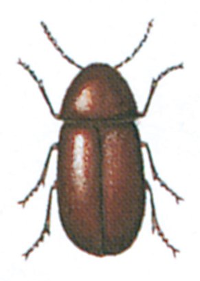 Tobaksbille