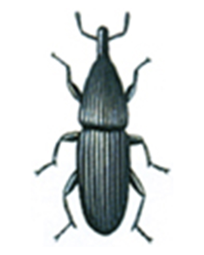 boresnudebille
