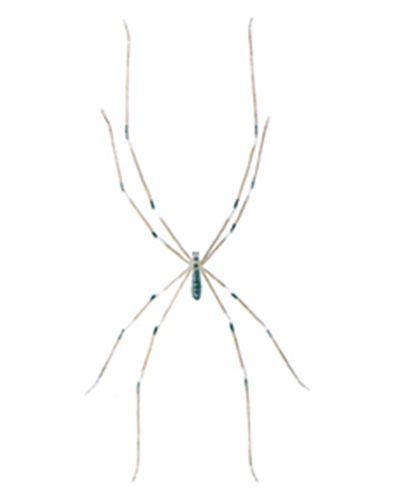 Pholcus phalangoides edderkop bekæmpelse