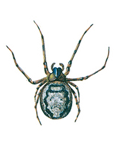 Zygiella x-notata pestium