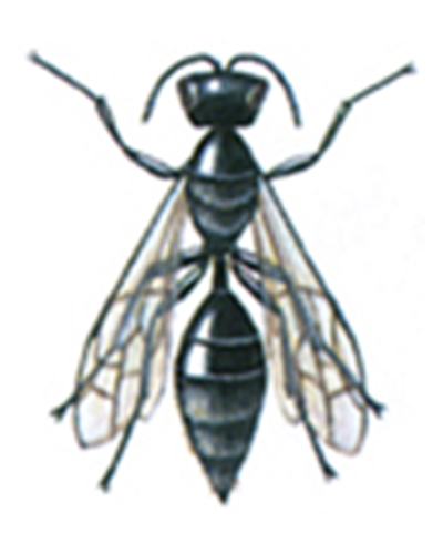 Gravehveps