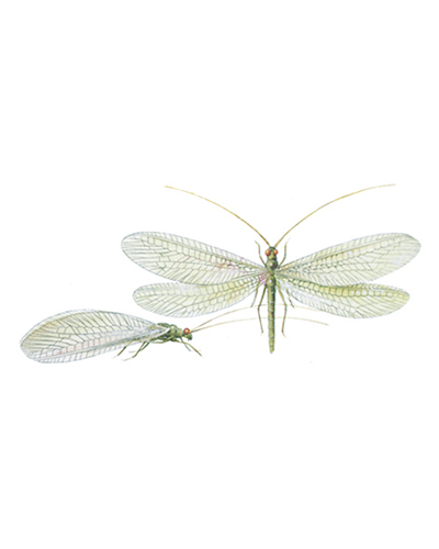 Guldøje pestium
