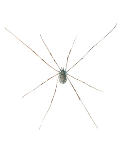 Opilio parietinus bekæmpelse