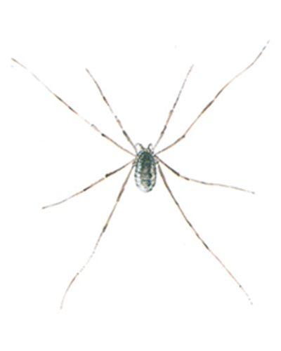 Phalangium opilio skadedyr