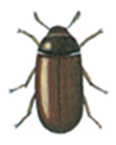 Hankønnet skimmelbille