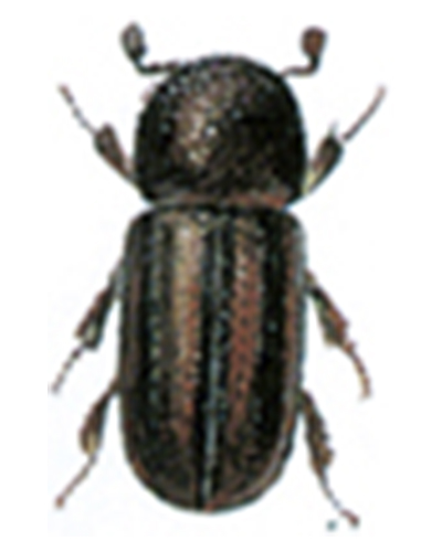 Bekæmpelse af Stribet vedborer