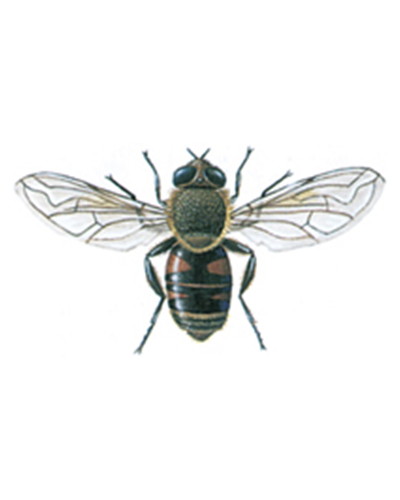 Skadedyr svæveflue eristalis tenax