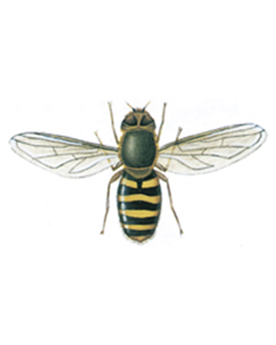 svæveflue syrphus ribesii information