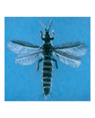 Bekæmpelse af thrips