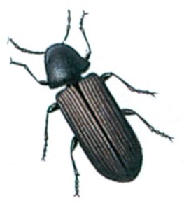 Almindelig borebille