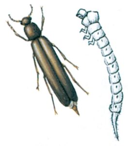 Almindelig værftsbille