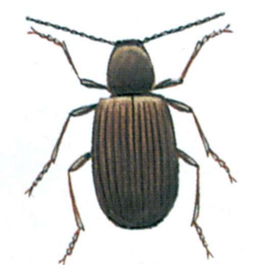 Australsk tyvbille