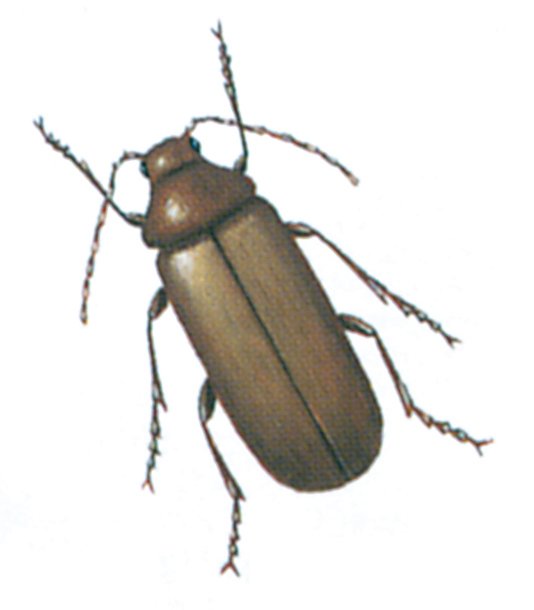 Blød borebille