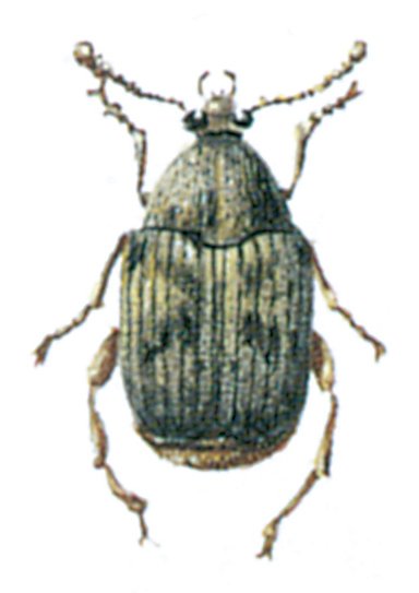 Bønnebille