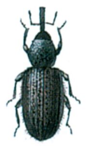 Boresnudebille