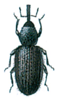 Boresnudebille