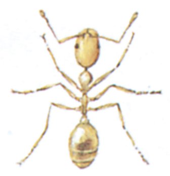 Faraomyre