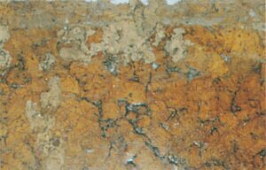 Frømøllarver gnavet i fugtigt trægulv