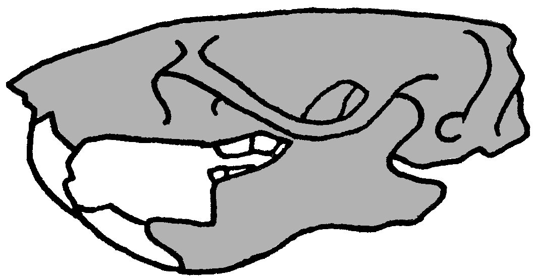 Gnaverkranium