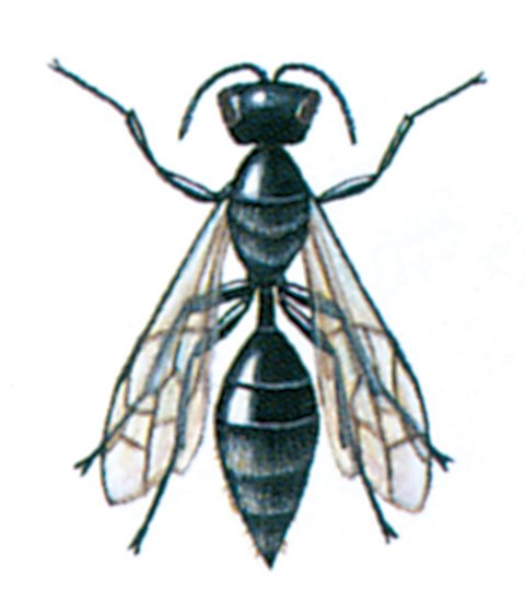 Gravehveps