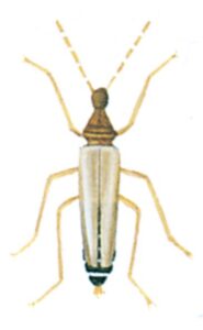 Han-larveklanner