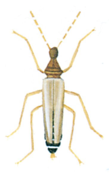 Han-larveklanner