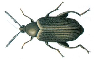 Jordnøddebønnebille