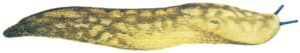 Kældersnegl