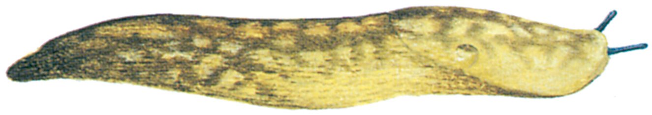 Kældersnegl