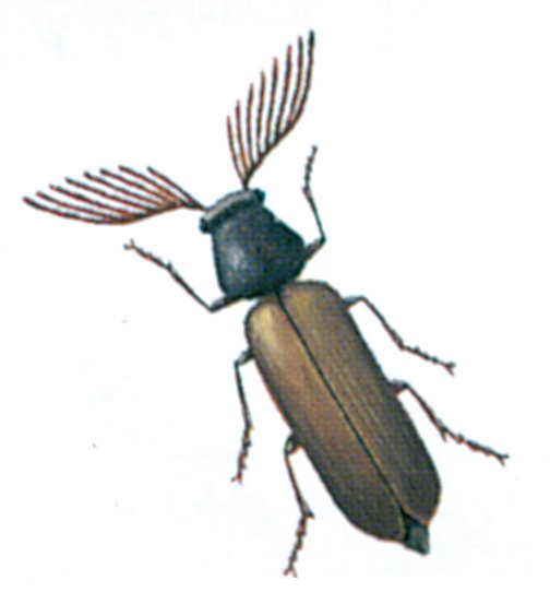 Kamhornet borebille