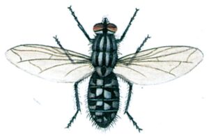 Kødflue