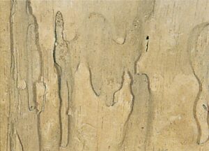 Mørt træværk som rede for sorte havemyrer