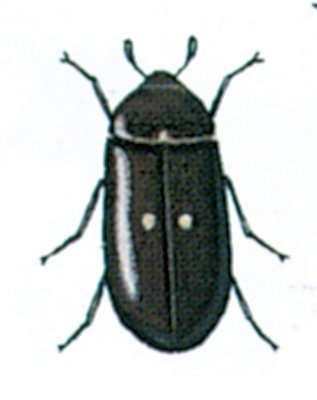 Pelsklanner