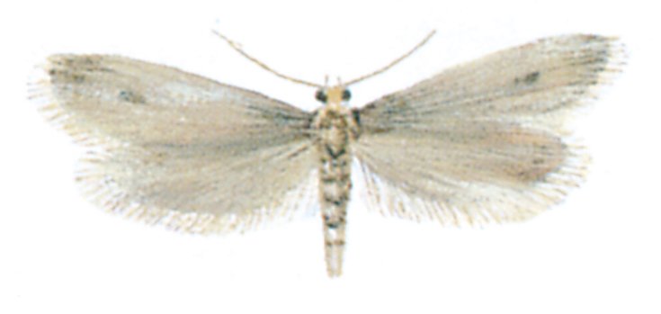 Pelsmøl