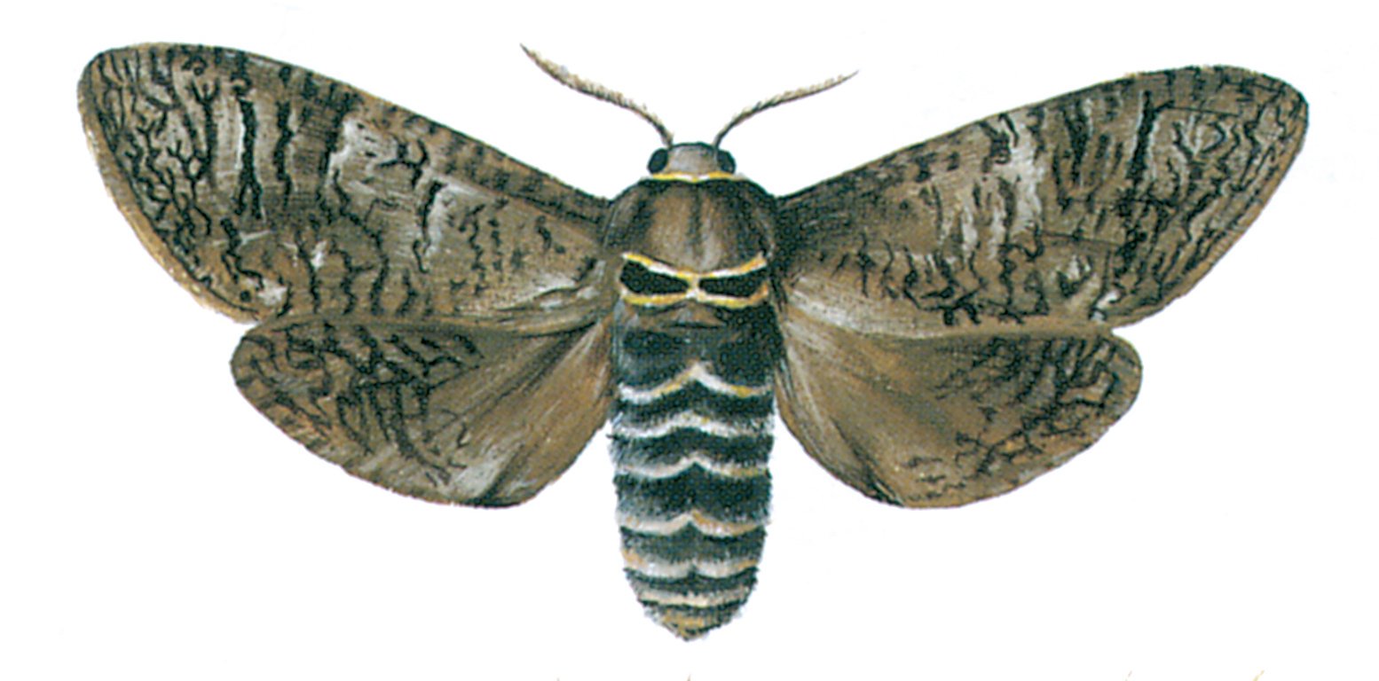 Poppelborer