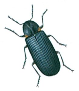 Rådborebille