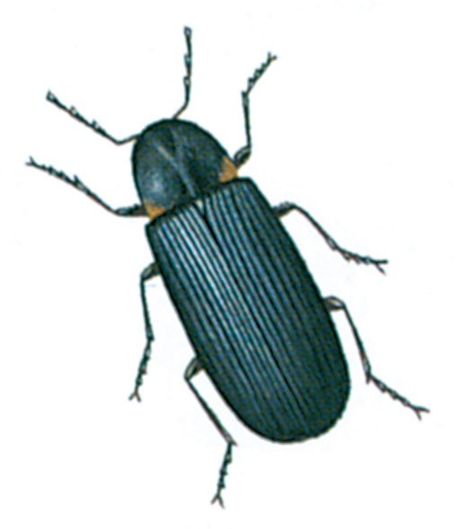 Rådborebille
