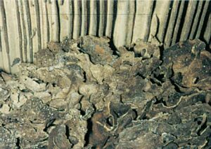 Rede af orangemyrer under gulv