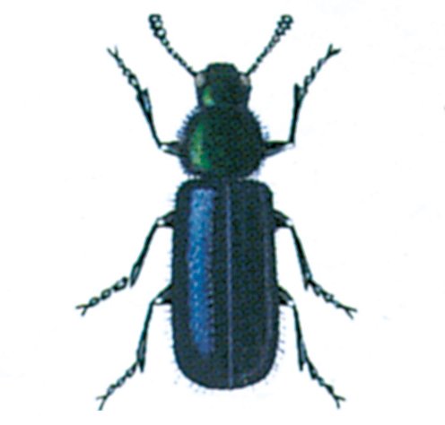 Skinkebille