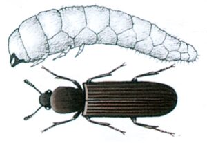 Splintvedbille og larve
