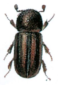 Stribet vedborer