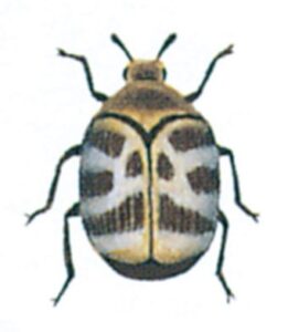 Tæppebille