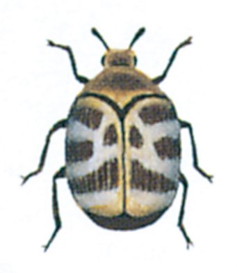 Tæppebille